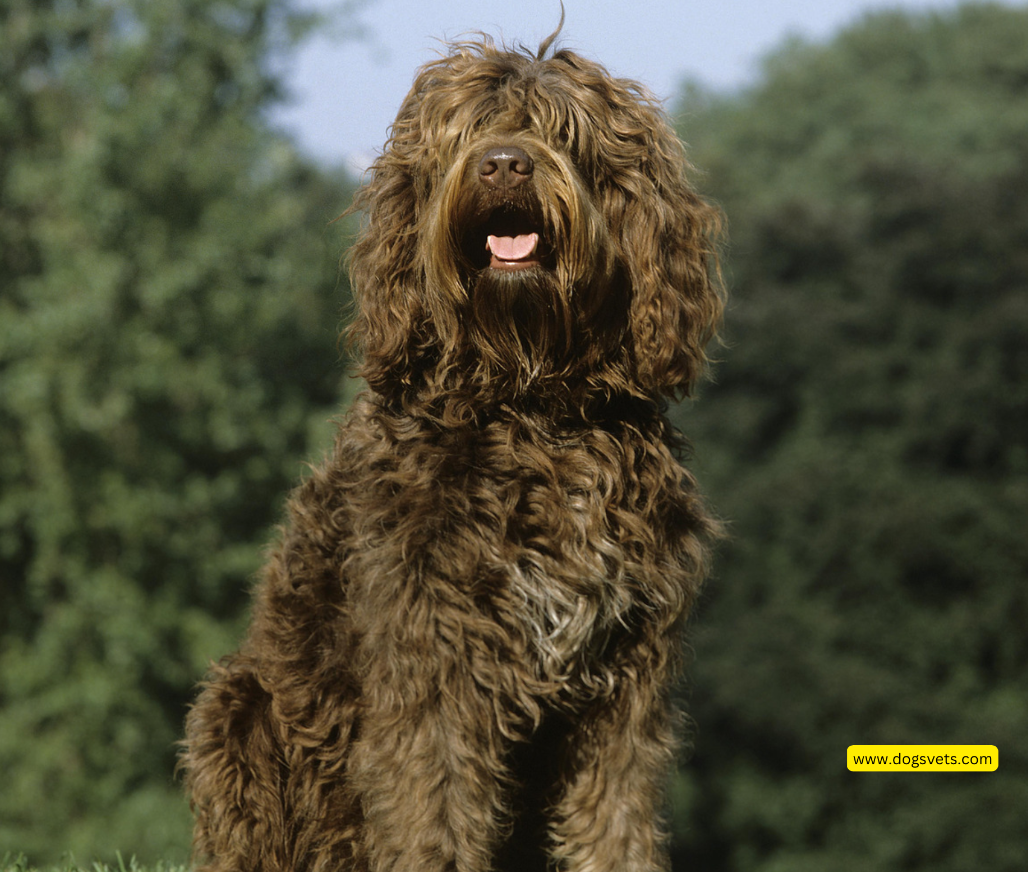 Barbet Dog Breed: Complete Guide to Characteristics, Temperament, and Care